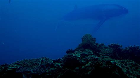 Ancient Fish Downsized But Still Largest Ever .
